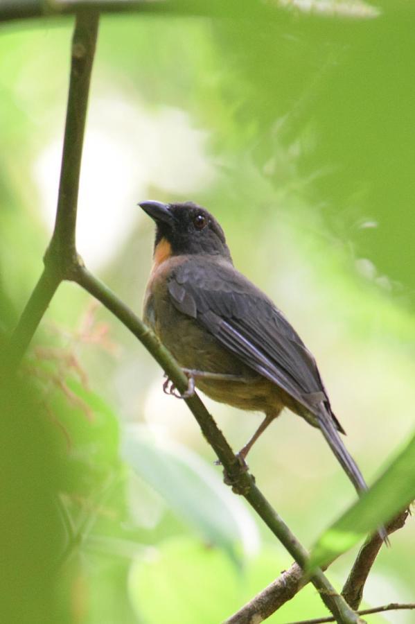 Esquinas Rainforest Lodge 골피토 외부 사진